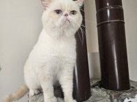 Exotic shorthair erkek aktif