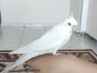 Yavru sultan papağanı