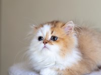 3 aylık Safkan British Longhair bicolor By11 03