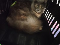 Yeni yuvasını arıyor british shorthair