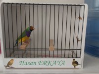 Erkek Goldian Finch