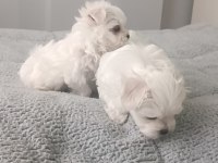 Oyuncu kore Maltese bebekler