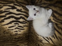 British shorthair çok sağlıklı oyuncu dişi bebeğimiz
