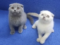 İstanbul içi 7/24 Adrese teslim scottish fold ponçikler