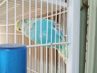 Şov jumbo yavru muhabbet kuşu