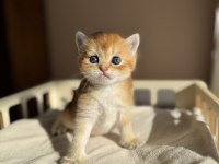 Ny11 Ny12 Mükemmel Kalite Golden British Shorthair