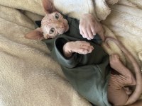 3 aylık erkek Kanada sphynx
