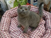 Yavru British Shorthair Gayet Sağlıklı