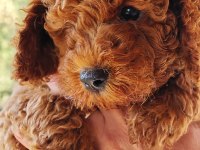 Toy Poodle yavrular 3 erkek 1 dişi