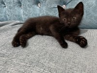 Ücretsiz sahiplendirme british shorthair
