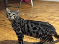 Kaliteli sağlıklı bengal kedisi yavrular