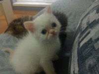 2 aylık red point mavi gözlü exotic shorthair