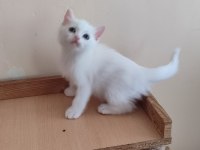Alanya scottish fold ve straight beyaz gri erkek yavrular