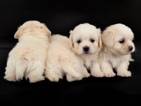 Orjinal maltese terrier yavrular
