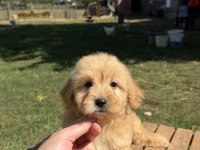 Sütlü Kahveli Küt Burun Maltipoo Kızımız
