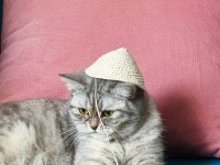 1 YAŞINDA KEDİMİZ AYA İÇİN YENİ YUVA ARIYOR