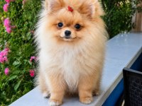Mikro Teacup Sarışın Güzeli Pomeranian Boo