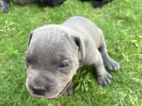SAFKAN Cane Corso yavrularımız