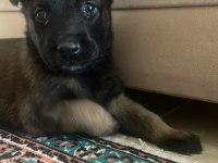 Belçika kurdu malinois