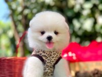 Safkan pomeranian bebeklerimiz