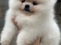 Pomeranian yavrularıma aile arıyoruz