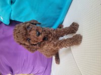 2.5 aylık red brown toy poodle
