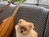 Pomeranian boo köpeğimiz