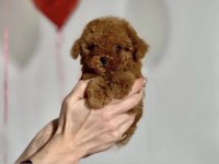 Toy Poodle Yavrumuz