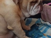 İngiliz bulldog yavrularımız ırk garantilidir