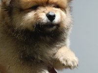 Pomeranian boo YAVRULARIMIZ ırk ve sağlık garantili