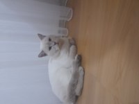 Çok uysal bütün aşıları yapılmış british shorthair