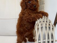 Ev ortamında red brown kore poodle yavrum