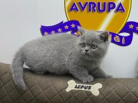 K9 AVRUPA ÇİFTLİĞİNDEN BRTİSH VE SCOTTİSH YAVRULARI
