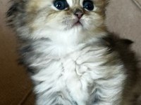 Safkan british longhair golden bebekler