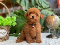 LİTTLEPAWS FARKIYLA ORJİNAL RED TOYPOODLE