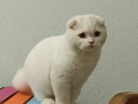 Scottish fold beyaz kedimiz