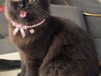 Dark chocolate scottish fold