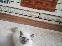 Safkan full şecereli anne babadan ragdoll erkek yavrumuz