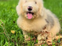 Muhteşem zeki ve güzellikte merle doodle yavrumuz