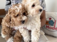 Wc eğitimli maltipoo yavrularımızı canlı görün