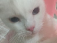 1 yaşında sakat kediye yuva ol
