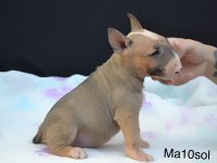 A class şecereli bull terrier Türkiye şampiyonu çocukları