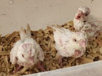 El Beslemesi Albino Sultan Papağanı Yavrular