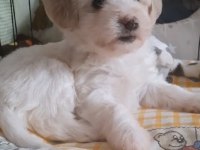 2 aylık erkek yavru maltese