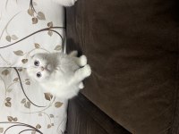 Scottish fold yavruları
