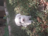 Orijinal Maltese Terrier Yavrularımız