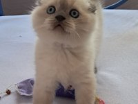 Scottish Fold Point Erkek