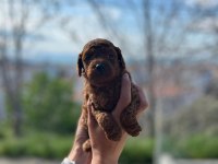 Erkek toy poodle