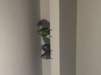 Muhabbet kuşu bebek gibi