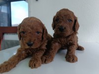 En Yakışıklı Yavru Poodle Köpekler